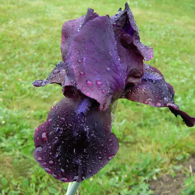 Schwertlilie 'Study in Black' (hohe Bart-Iris)