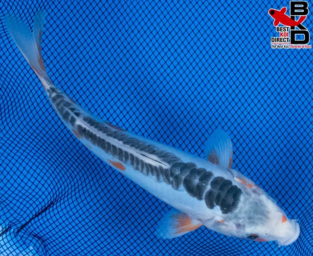 8" SHUSUI Live Koi Fish Garden Pond Fin BKD T8