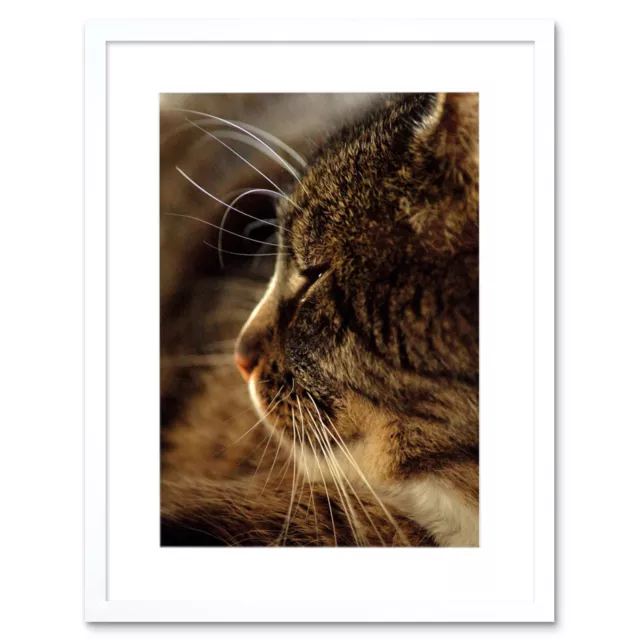 Tabby Cat Portrait Whisker Art Framed Wall Art Print