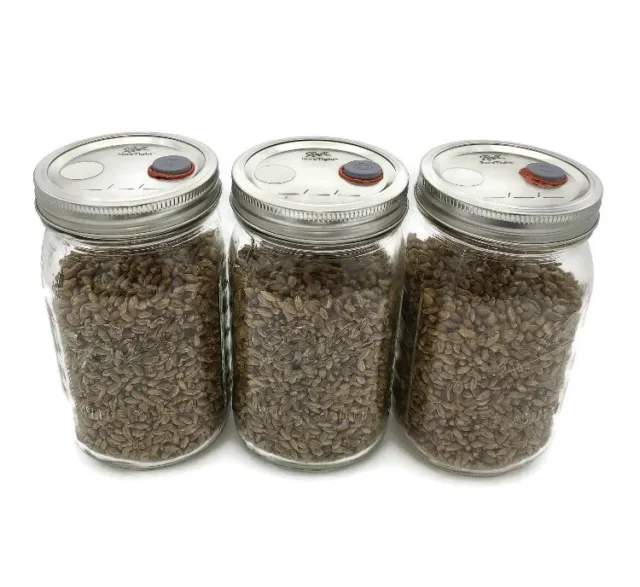 Sterilized Rye Grain (Rye Berry) Mushroom Substrate Growing jars,  1pint 2