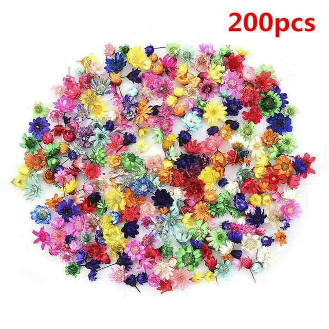 200x Getrocknete Blumen Trockenblumen Gepresste Blüten DIY Harzschmuck Basteln.