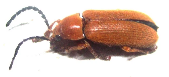 K006 MI : Dascillidae: Dascillus species? 10mm************************