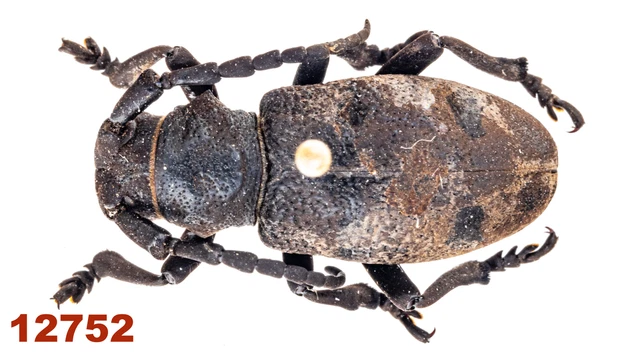 Cerambycidae: Dorcatypus tristis  A1, 18 mm, Pinned, 1 pc
