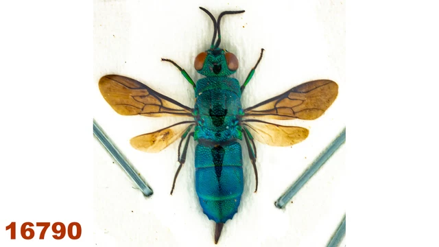 Hymenoptera Chrysididae:  sp.   A1, WS 16 mm , 1 pc
