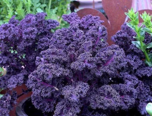 500 Graines de Chou Nain Rouge Frisé,  Kale Curly Purple 'Scarlet' seeds