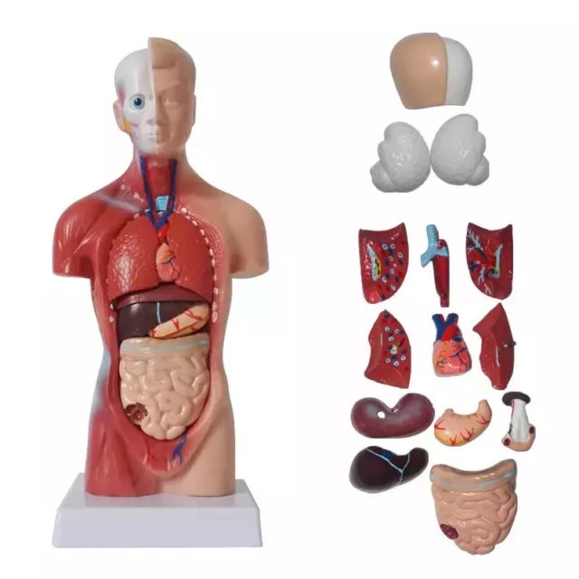 Unisex Human Torso Body Anatomy Anatomical Model Internal Organs Skeleton SyH-wf