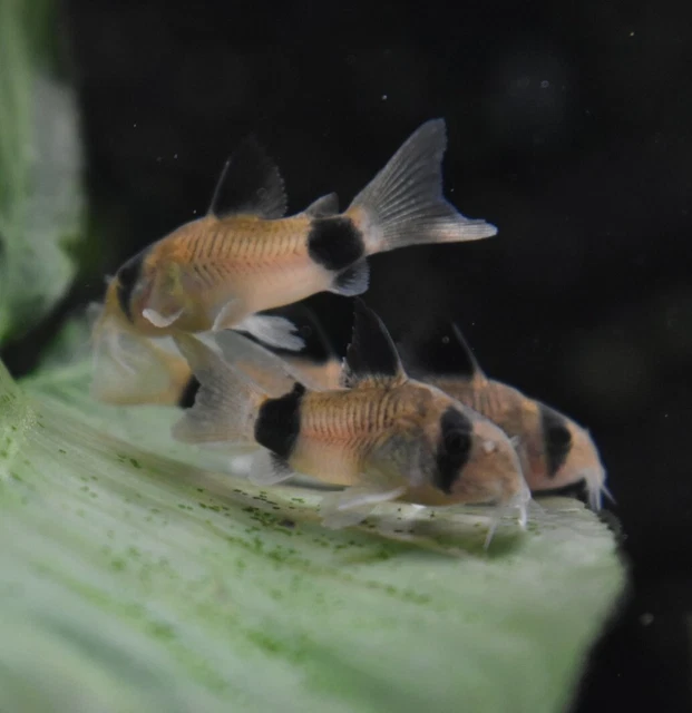 Live 1" Panda Corydora Catfish (Pack of 3 Aquarium Fish) PLS READ DESCR 5
