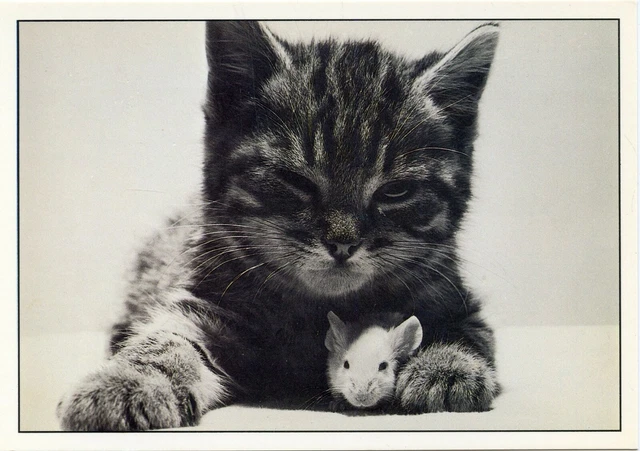 Cpsm / Carte Postale / Chat / Cat / Photo S. Polak // Best Friends