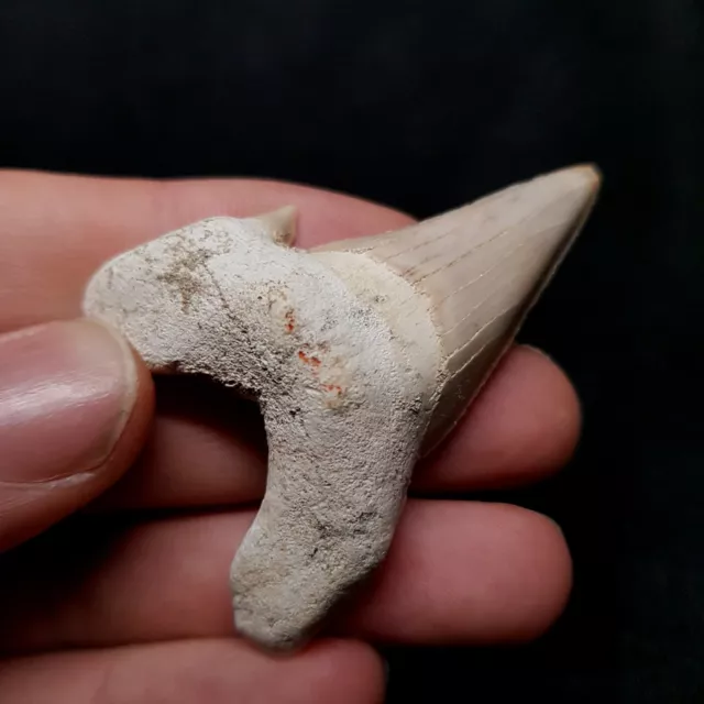 Large Otodus Fossil shark tooth (A3...D138) UK SELLER