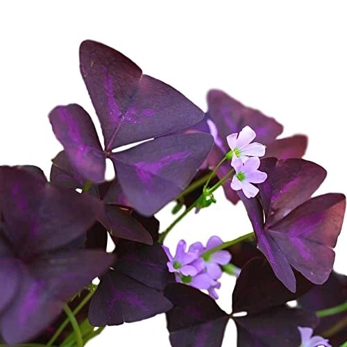 Oxalis Triangularis 'Purple Shamrocks' 20 Pack Plant Bulbs for Gardening - Da...