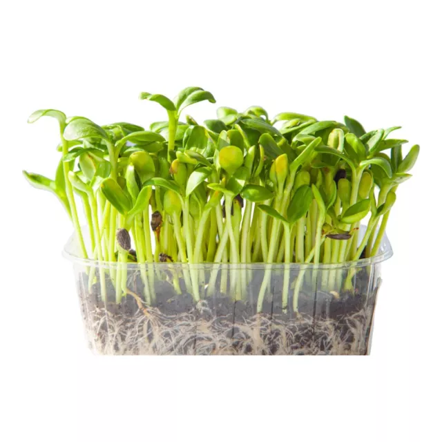 Sunflower Seeds 100g-2kg BLACK SPROUTING MICROGREEN untreated sprout EASY GROW