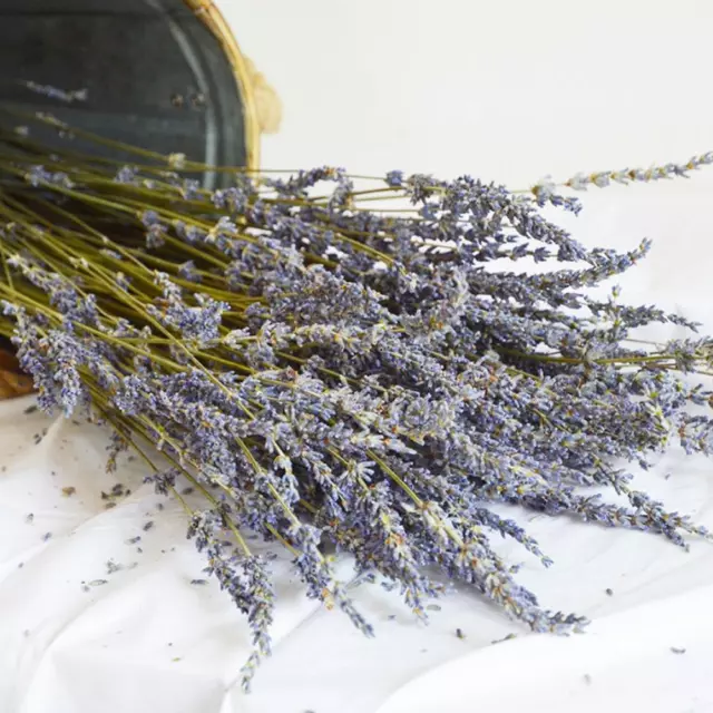 1 Bunch Lavender Natural Dried Flower Best Gift Grass GIFTS A6B4 V1M4