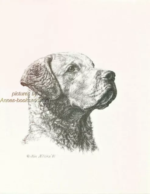 #295 CHESAPEAKE BAY RETRIEVER dog  art print * Pen and ink drawing * Jan Jellins