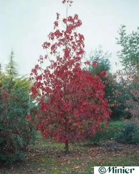 Liquidambar styraciflua Thea - Amerikanischer Amberbaum Thea - Seesternbaum - ..