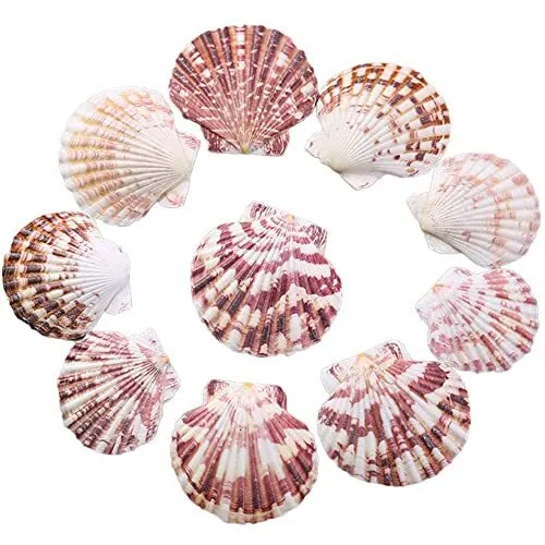 50 Pcs Scallop Shell Natural Seashells for DIY Crafts and Wedding Decor
