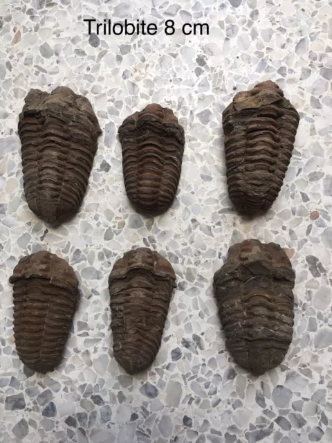 trilobite fossile