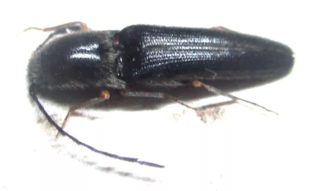 K012 MI : Elateridae species? 10mm