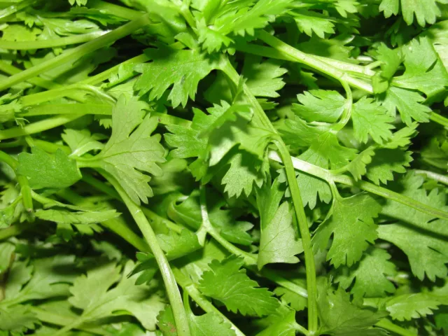 1000 CÉLERI TENDERCRISP tiges et feuilles céleri apium graveolens graines de légumes 2