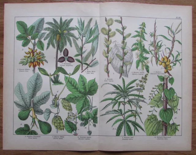 ca.1890 DIOECIA alter Druck antique print Botanik Pflanzen flowers