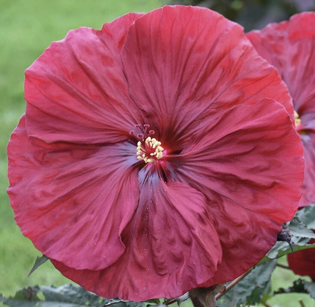 BLACKBERRY MERLOT Hardy Hibiscus -- Plant in 4.5" pot