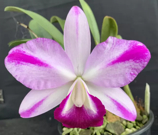 RON Cattleya Orchid C. Mona Pink 'Hiromi' AM/AOS (B633)