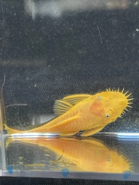 L144 Blue Eye Lemon Bristlenose Pleco Single 2.75 inch Male
