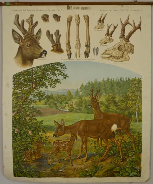 Vintage | P. Parey Wandtafel Schulwandkarte Reh Deer | School Chart