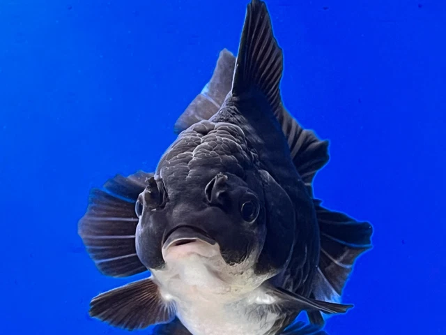 Live Fancy Goldfish Panda Oranda 4 - 4.5 inches (OR-0015_01)