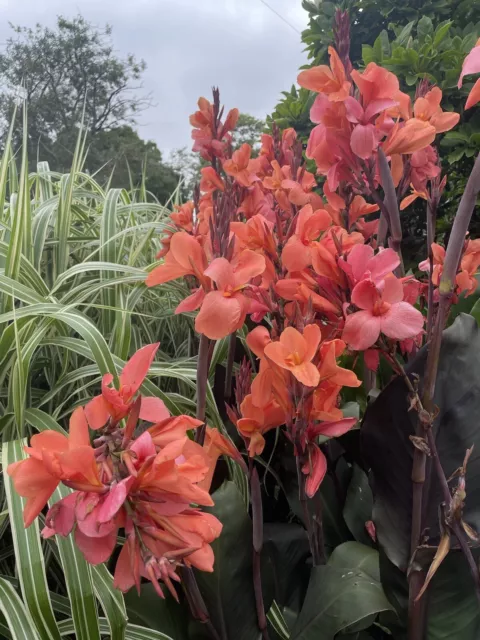 Canna Phillip, Heirloom Pink and Apricot Flowers, Bronze Foliage Plant