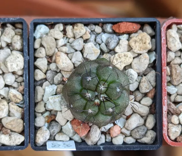 Copiapoa cinerea seedling #4 Kaktus NOT Aztekium Ariocarpus Obregonia Yavia