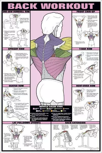 BACK WORKOUT Wall Chart Professional Fitness Gym Health Club 24x36 POSTER