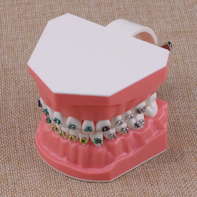 Modelo Dientes Dentales Modelo de Demostración de lazos de ligadura Ortodoncia
