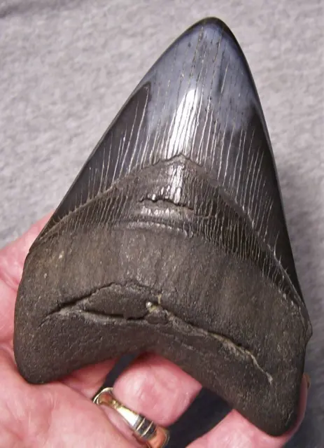 Megalodon Shark Tooth 4 1/2" Sharks Teeth Jaw Fossil Stunning Diamond Polished