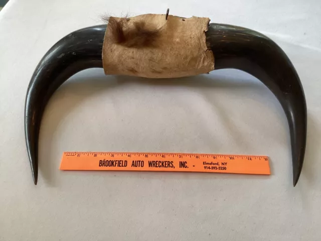 Vintage Buffalo Horns mounted on wooden mount with hook