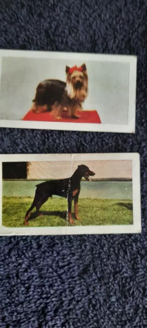 Hornimans Tea Cards Dogs 6/48 34.41.43.44/47.48 2