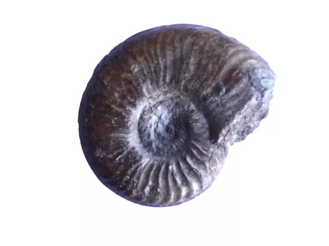 Ammonit Pleydellia aalenensis, Aalen, Lias zeta, Durchmesser 3,7 cm, sehr gut