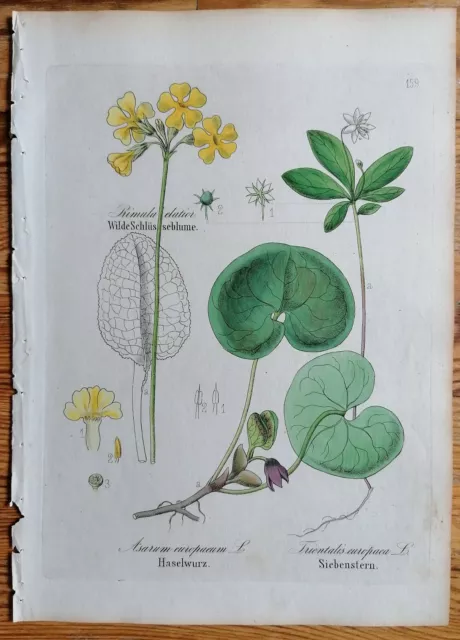 David Dietrich Forstflora Originaldruck Botanik Haselwurz Siebenstern - 1839