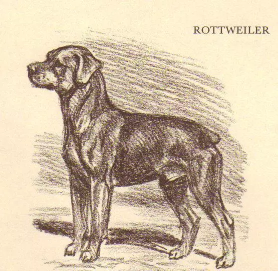 Rottweiler - CUSTOM MATTED - 1954 Vintage Dog Art Print - Megargee