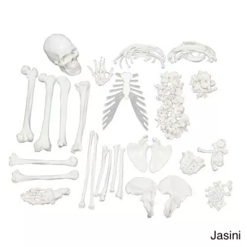 Full Disarticulated Human Skeleton, Anatomy Model with Skull, 62 Inches model.