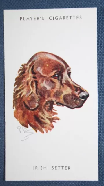 IRISH SETTER   Vintage 1950's Dog Portrait Card CD14