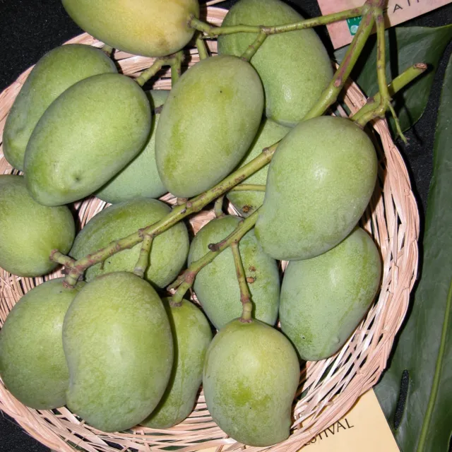 Sri Lankan mango (Mangifera zeylanica)  - seed