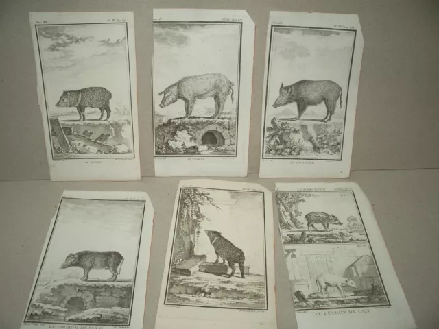 6 gravures de COCHONS  ANIMAUX dessinés par de SEVE gravés par Baron etc 18ème