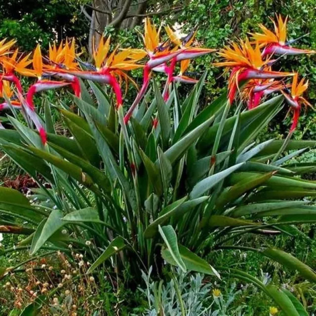 Orange Bird of Paradise~Strelitzia Reginae~~SMALL ROOTED PLANT