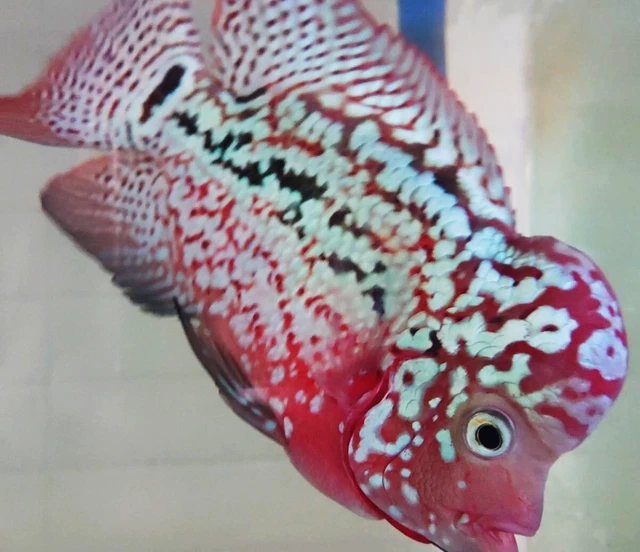 Full Red Kamfa F2 Flowerhorn 4 Fingers Size White Eye Large Pearl Red Kamfa