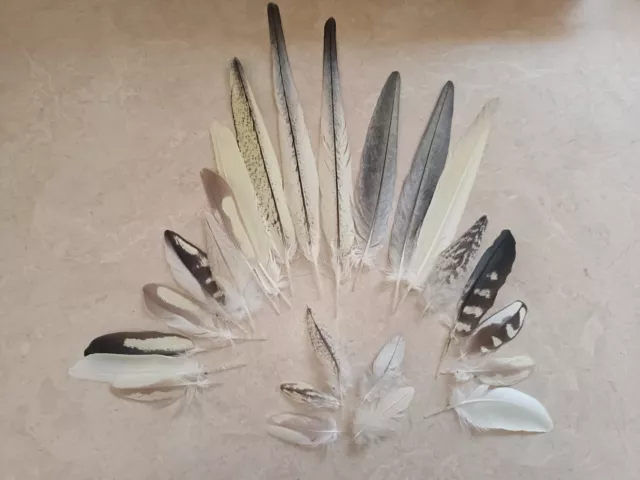 30 Native Australian Cockatiel Feathers