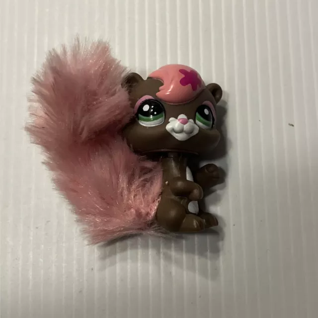 Squirrel pet online shop near me
