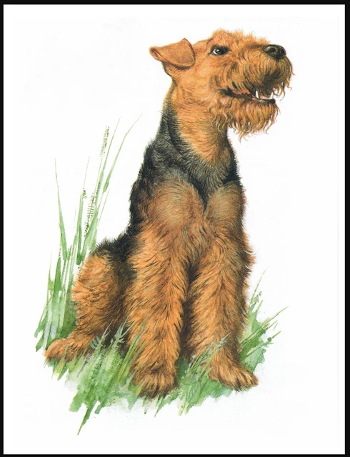 Welsh Terrier Two Seated Dog Lovely Vintage Style Dog Art Print Poster