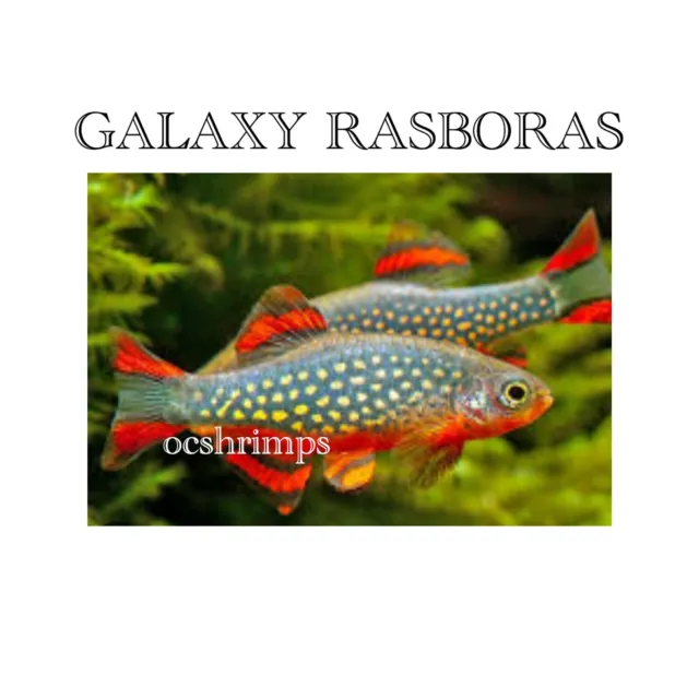 Galaxy Rasboras ( Pack Of 10 Pieces )