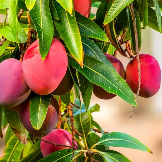 Semilla de mango de miel Miyazaki fresca para plantar muy rara mangifera indica 03 semillas 3