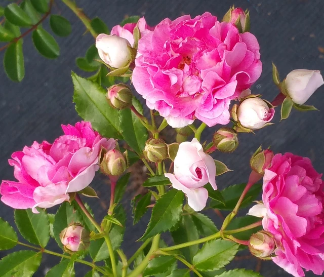 SEVEN SISTERS CLIMBING Rambler Rose Live Plant Double Pink Spring Bloom